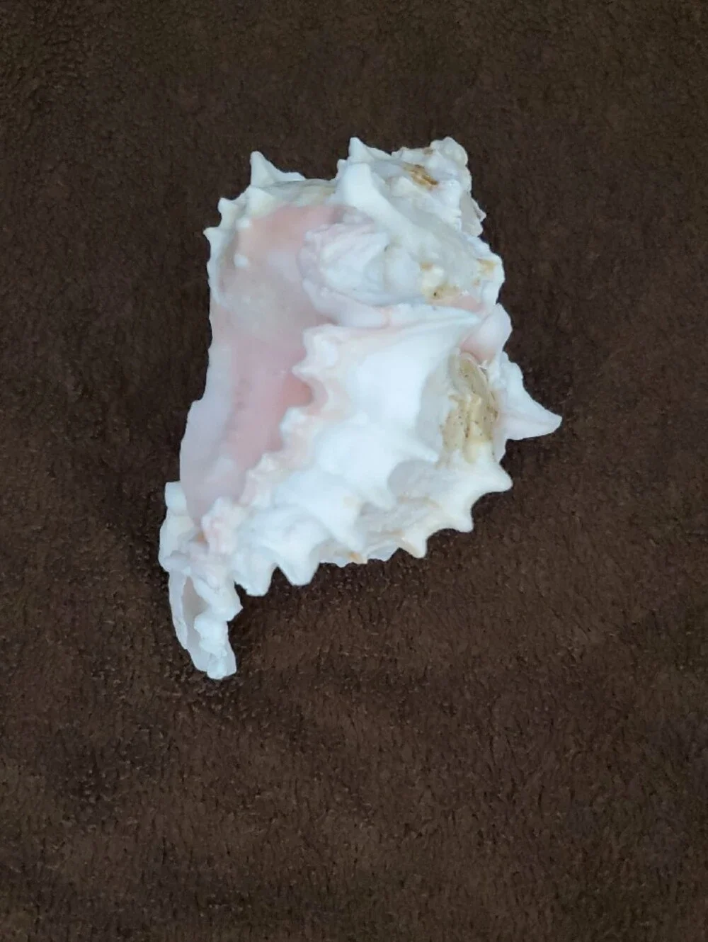 Natural Seashells Pink Murex Seashell Beach Coastal Decor Crafts Nautical